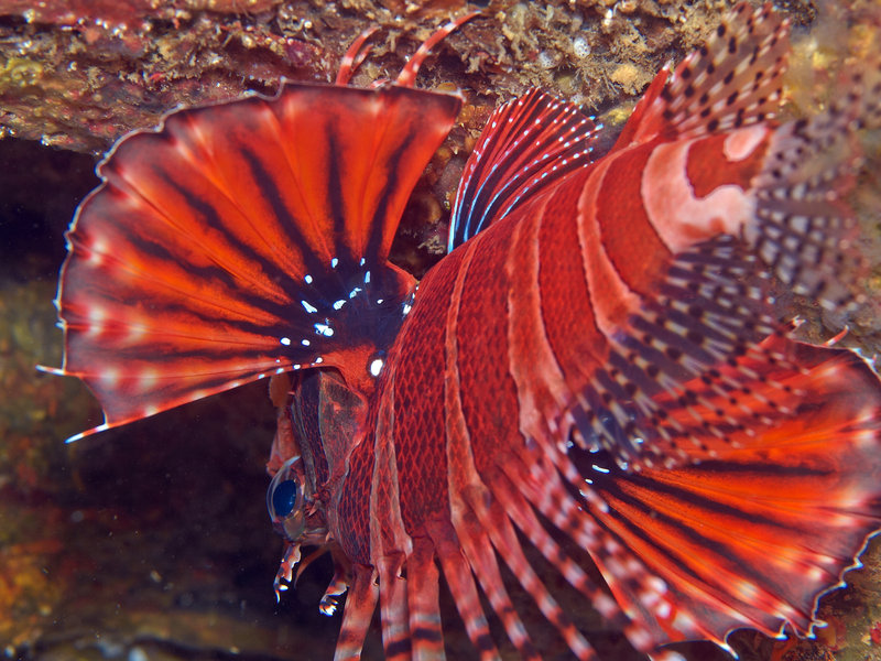 Lion Fish, Sabang Wreck